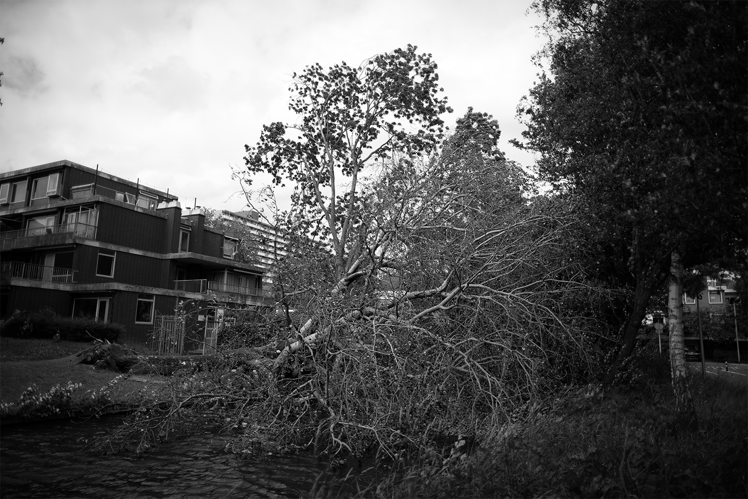 Stervende boom