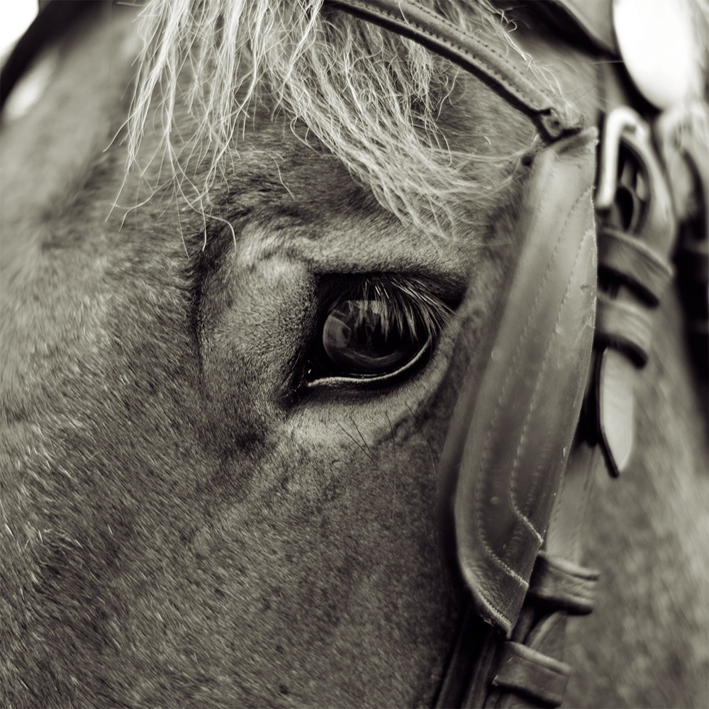 Paard