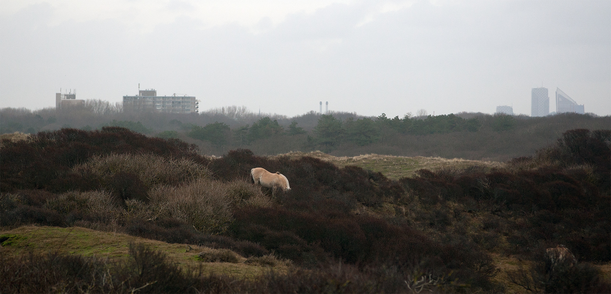 Paard