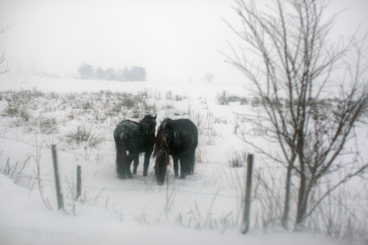 Paard